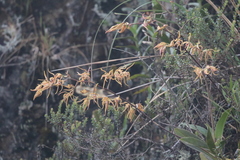 Cyrtochilum pardinum