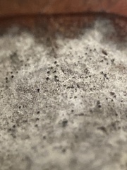 Erysiphe liriodendri