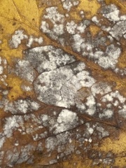 Erysiphe liriodendri