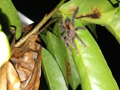 Avicularia hirschii