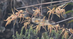 Cyrtochilum pardinum