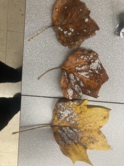 Erysiphe liriodendri