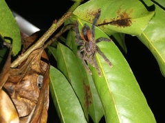 Avicularia hirschii