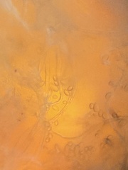 Erysiphe liriodendri