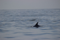 Grampus griseus