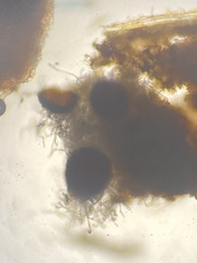 Erysiphe liriodendri