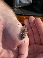 Monochamus carolinensis