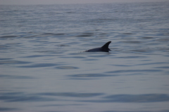 Grampus griseus