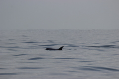 Grampus griseus