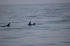 Grampus griseus