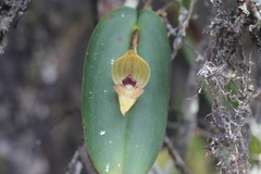 Pleurothallis siphoglossa