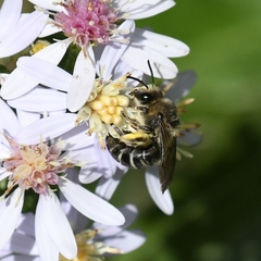 Colletes compactus compactus