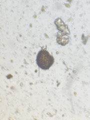 Erysiphe liriodendri