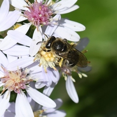 Colletes compactus compactus