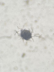 Erysiphe liriodendri