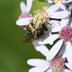 Colletes compactus compactus