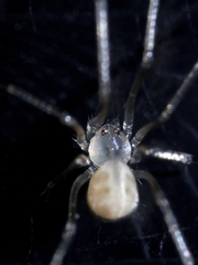 Spermophora senoculata