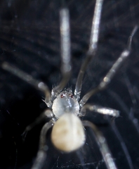 Spermophora senoculata