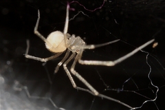 Spermophora senoculata