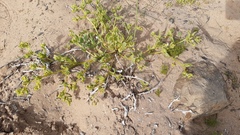 Nolana parviflora