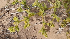 Nolana parviflora
