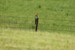 Platycercus eximius eximius