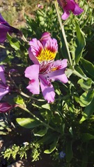 Alstroemeria philippii