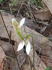 Eriochilus cucullatus