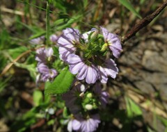 Scaevola albida