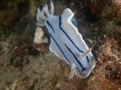 Chromodoris willani