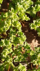 Lastarriaea chilensis