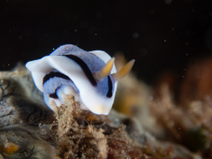 Chromodoris