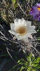 Trichocereus deserticola