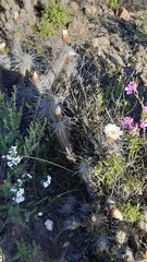Trichocereus deserticola