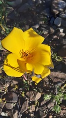 Balbisia peduncularis