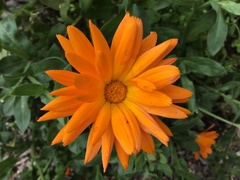 Calendula