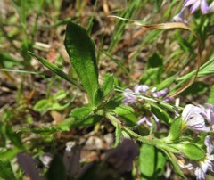 Scaevola albida