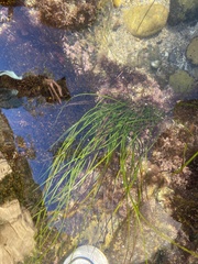 Zosteraceae