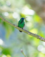 Saucerottia cyanifrons