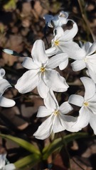 Zephyra