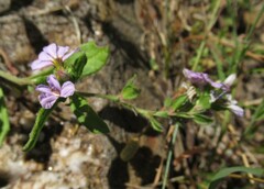 Scaevola albida