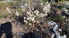 Leucocoryne coronata