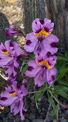 Alstroemeria philippii