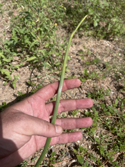 Triteleiopsis palmeri