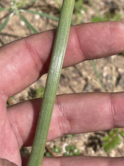 Triteleiopsis palmeri