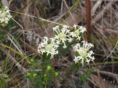 Pimelea