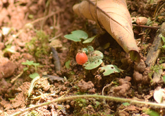 Geophila repens