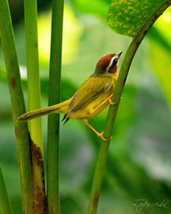 Basileuterus delattrii