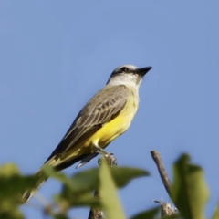 Tyrannus melancholicus