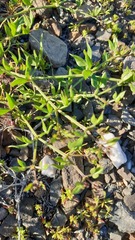 Fagonia chilensis